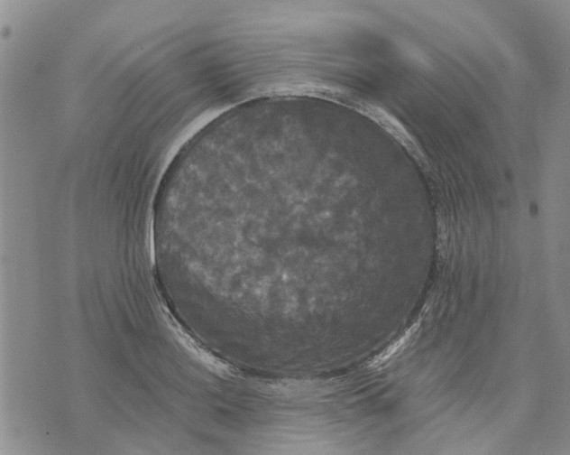 X0000070251036200606301621