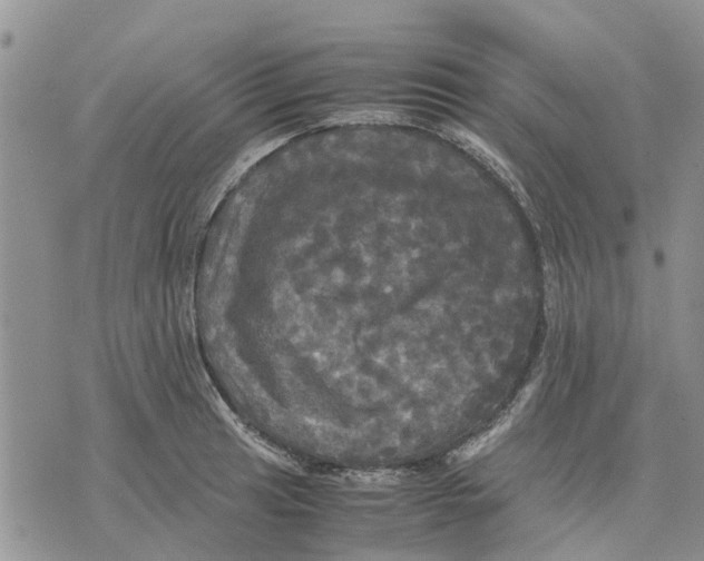 X0000070251041200606301621