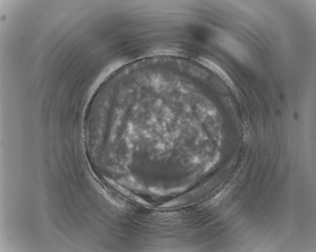 X0000070251043200606301621