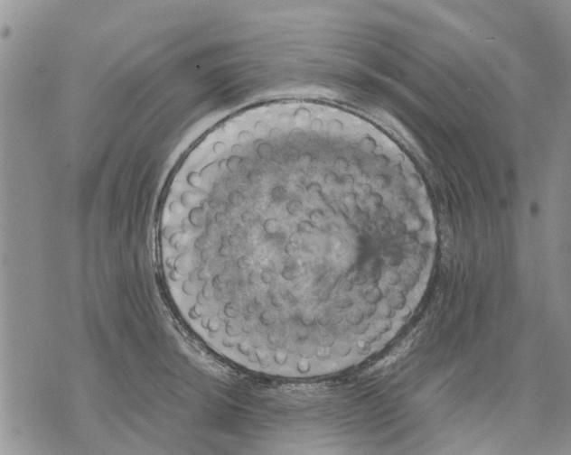 X0000070251044200606301621