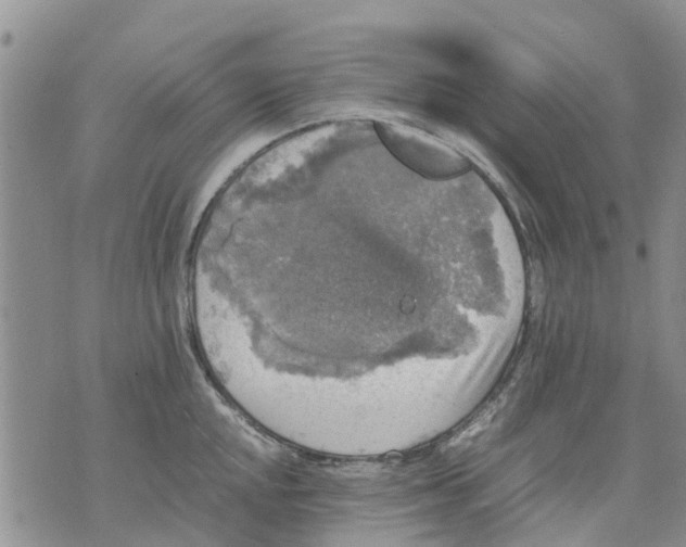 X0000070251048200606301621