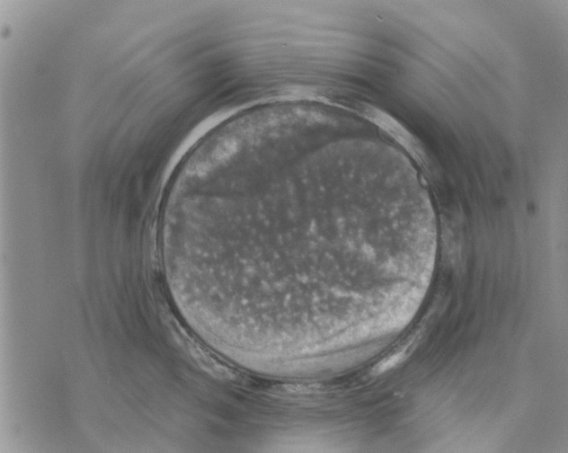 X0000070251052200606301621