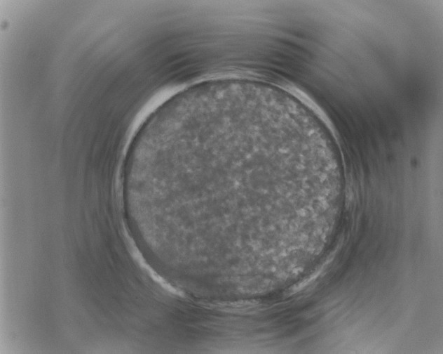 X0000070251053200606301621