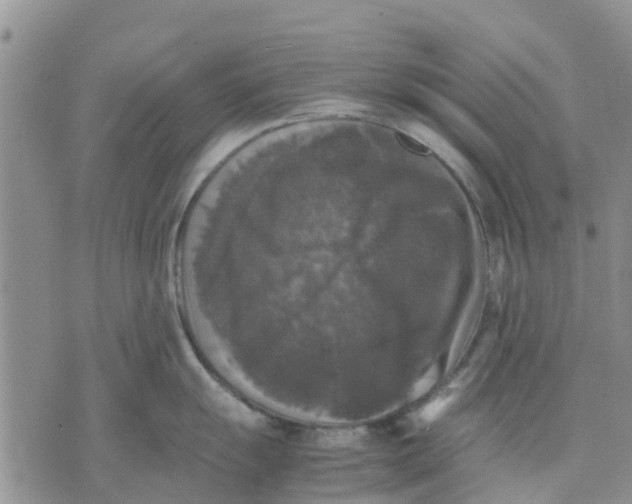 X0000070251055200606301621