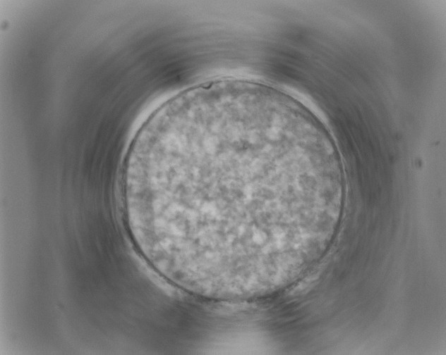 X0000070251056200606301621