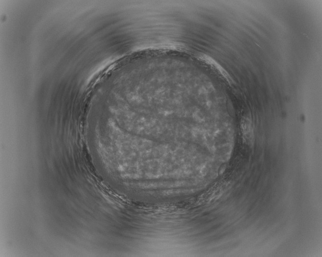 X0000070251064200606301620