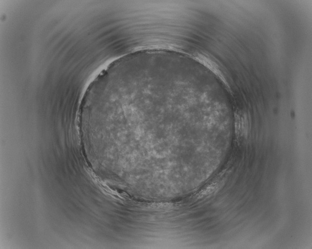 X0000070251068200606301620