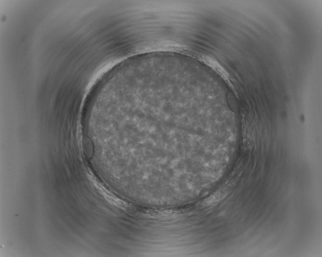 X0000070251072200606301620