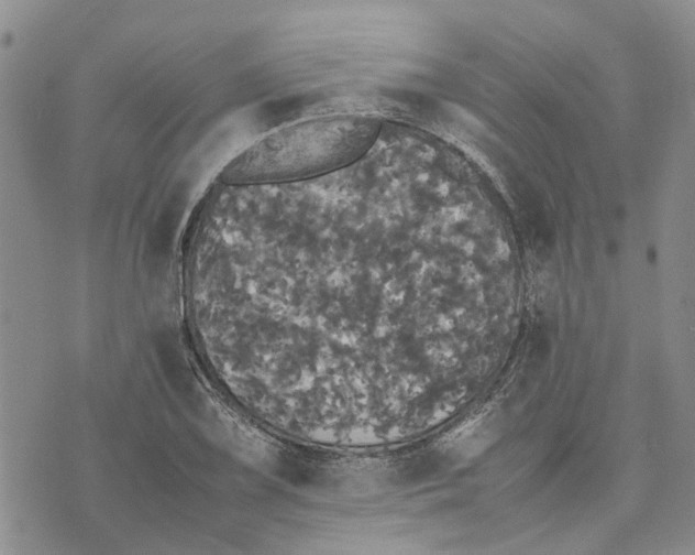 X0000070251075200606301620