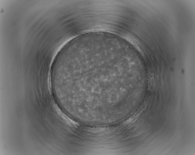 X0000070251076200606301620