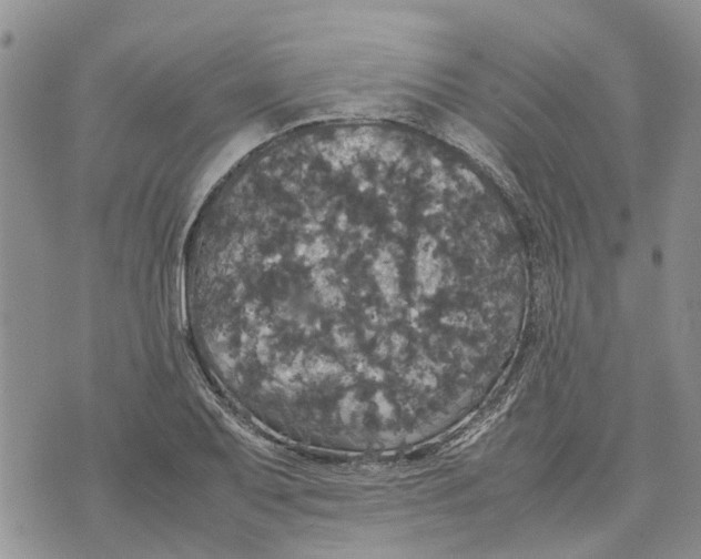 X0000070251079200606301620