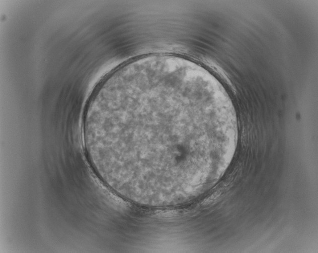 X0000070251080200606301620