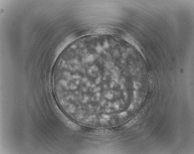 X0000070251091200606301620