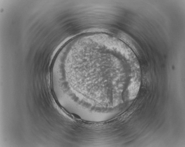 X0000070251092200606301620