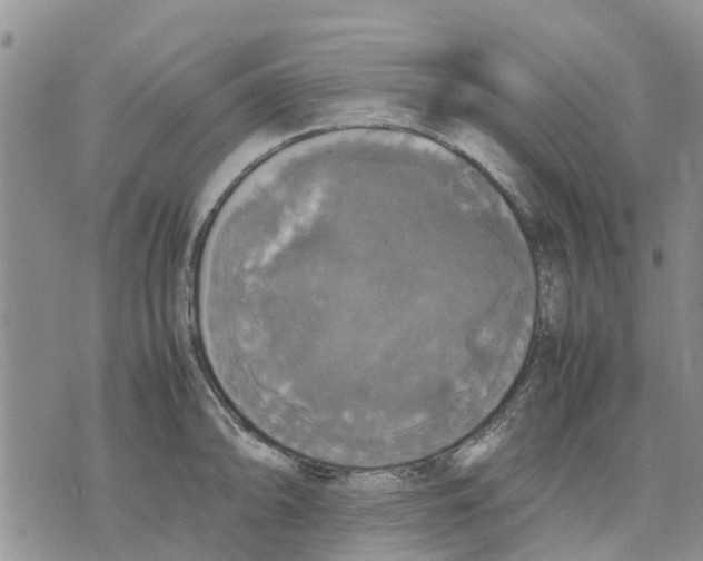 X0000070251094200606301620