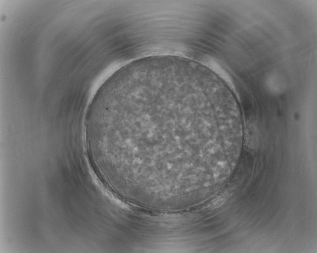 X0000070251096200606301619