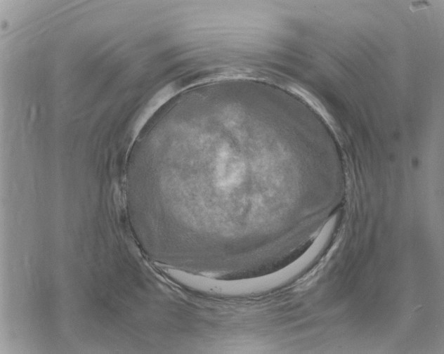 X0000070251097200606301619