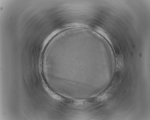 X0000070251098200606301619