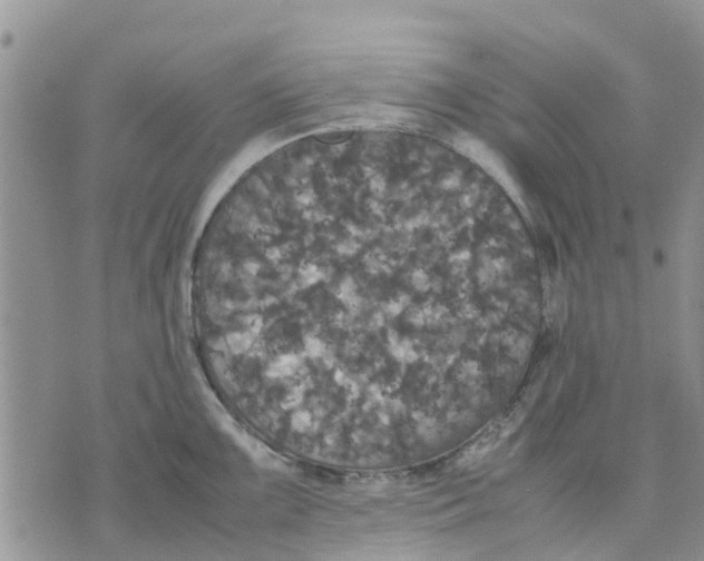 X0000070251099200606301619