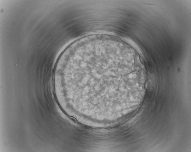 X0000070251100200606301619