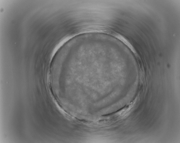 X0000070251101200606301619