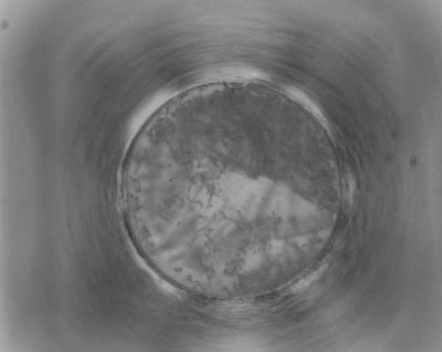 X0000070251103200606301619