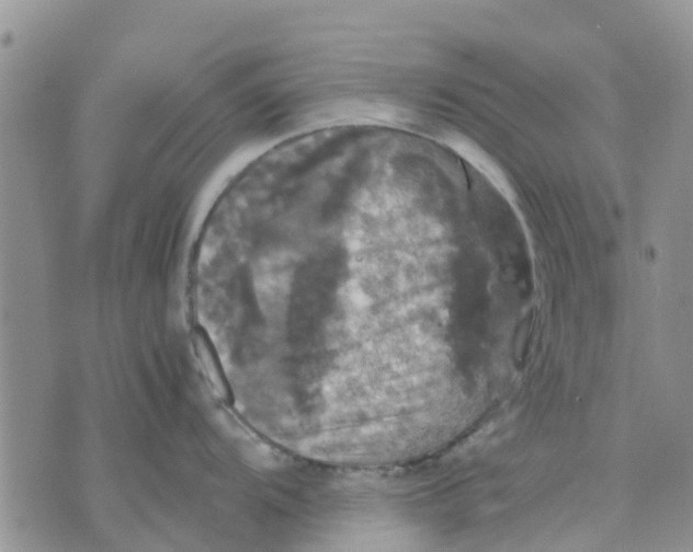 X0000070251104200606301619