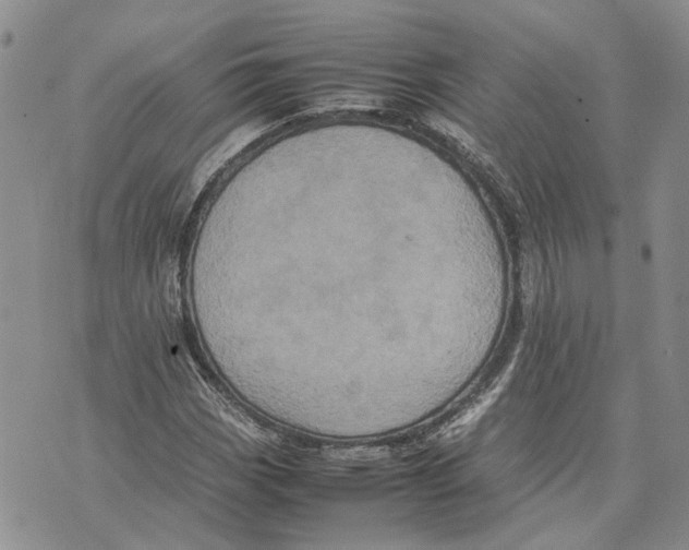 X0000070251113200606301619