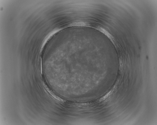 X0000070251123200606301619