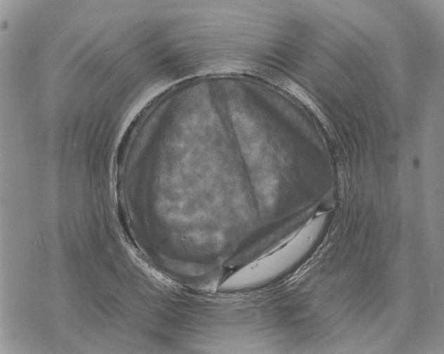 X0000070251124200606301619