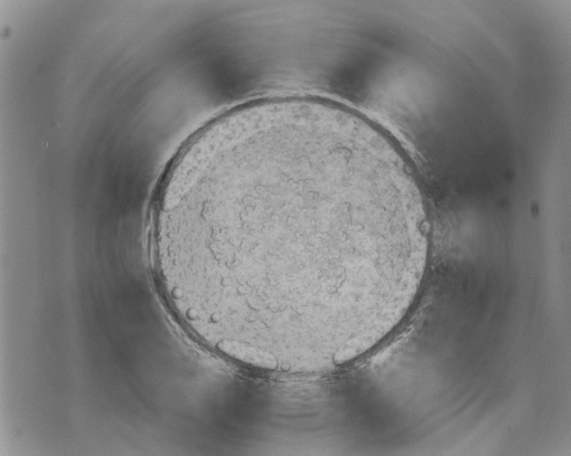 X0000070251126200606301619