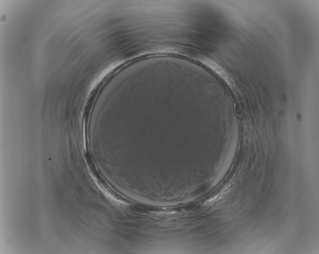 X0000070251127200606301619