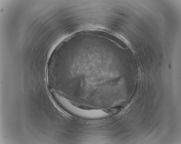 X0000070251128200606301619