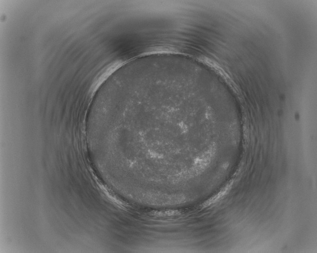 X0000070251129200606301619