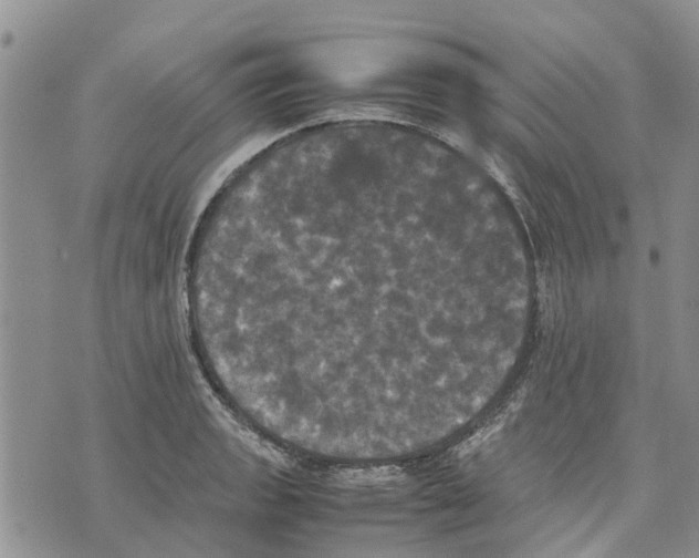 X0000070251133200606301619