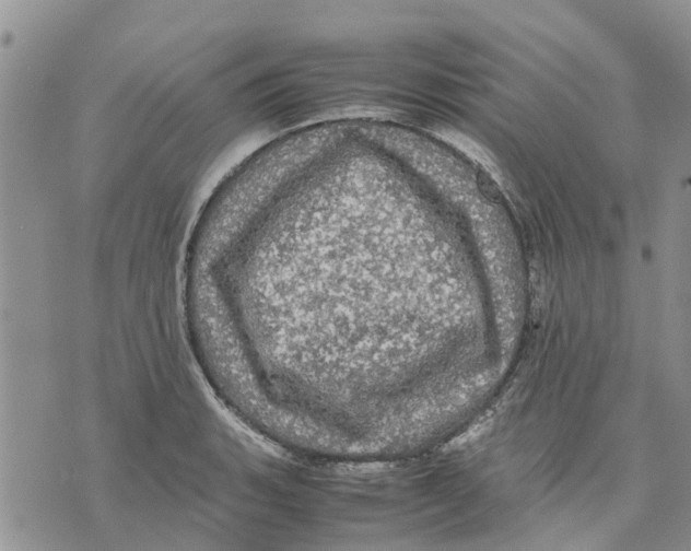 X0000070251135200606301619