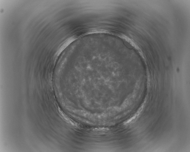 X0000070251137200606301619