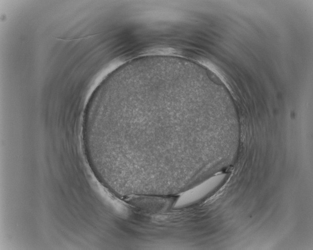 X0000070251139200606301619