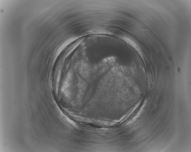 X0000070251141200606301619