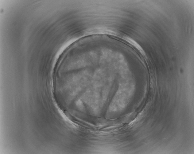 X0000070251144200606301619