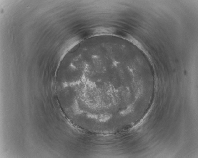 X0000070251145200606301619