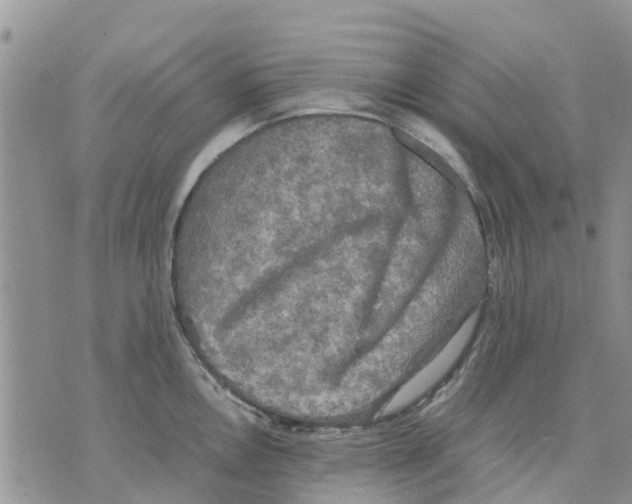 X0000070251146200606301619