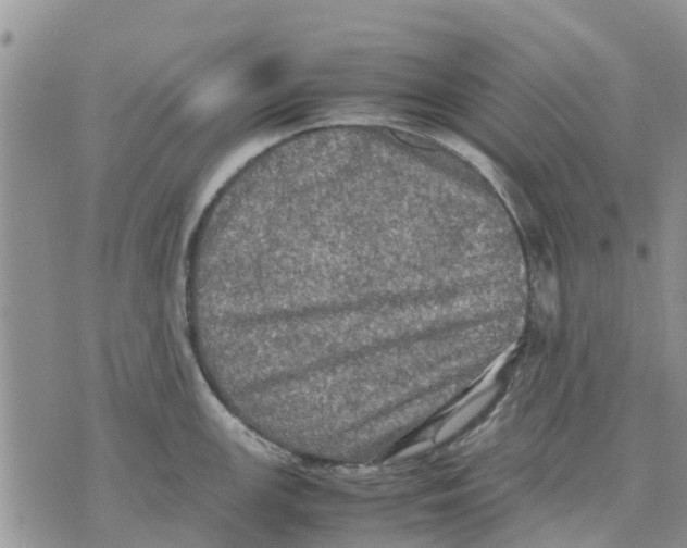 X0000070251147200606301619