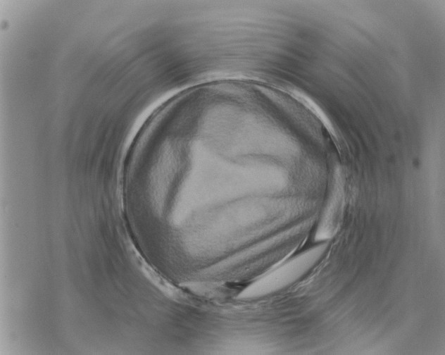 X0000070251148200606301619