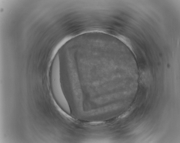 X0000070251151200606301619