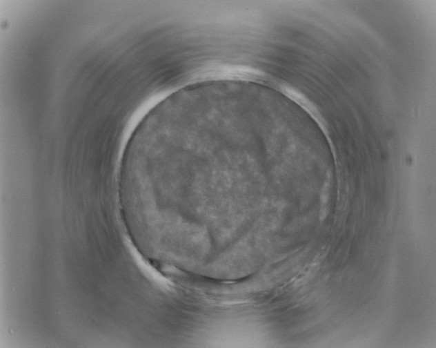 X0000070251152200606301619