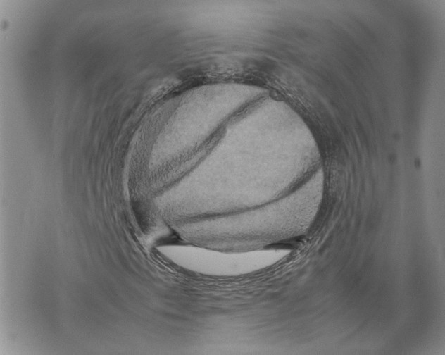 X0000070251153200606301619