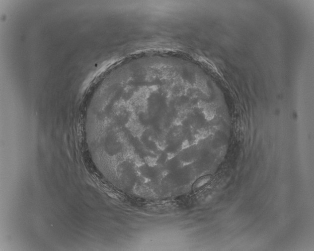 X0000070251159200606301618