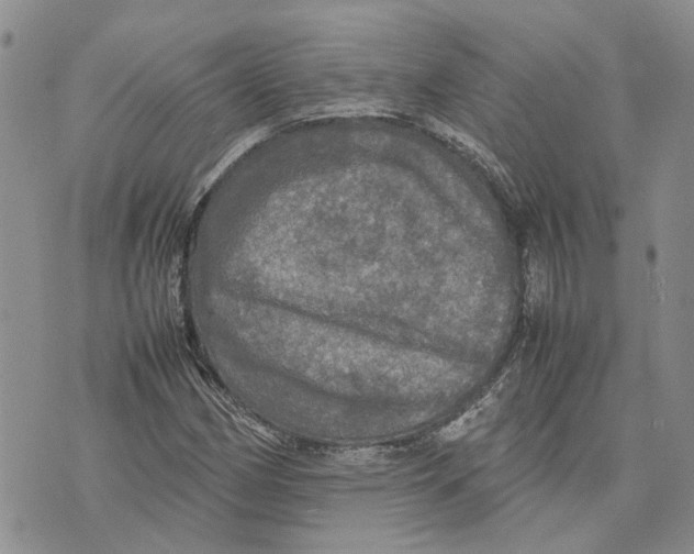 X0000070251162200606301618