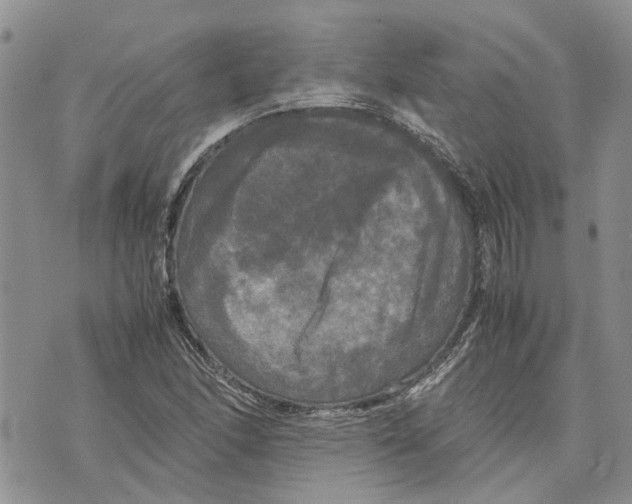 X0000070251166200606301618